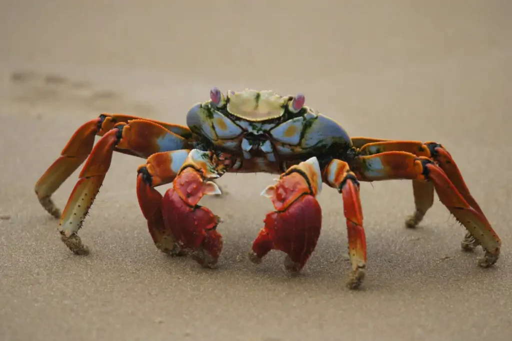 is crab halal